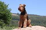 AIREDALE TERRIER 282
